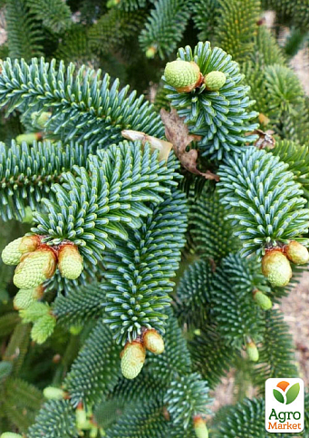 Пихта Нумидийская (Abies numidica glauca) горшок P9