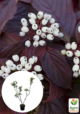 Дерен 2-х річний білий "Siberian Pearls" С2 висота 30-40см