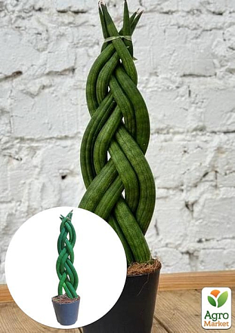 LMTD Сансевієрія КОСА "Сylindrica" висота рослини 25-35см