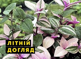 Традесканція: літній догляд - корисні статті про садівництво від Agro-Market