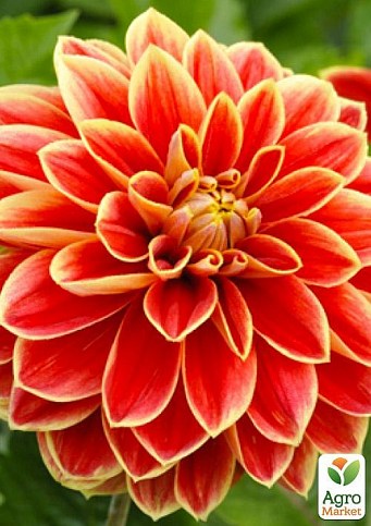 Жоржина "Maxime" - фото 2