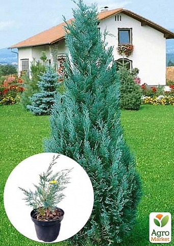 Кипарисовик 2-х річний Лавсона "Columnaris" вазон С1,5 висота 20-30см