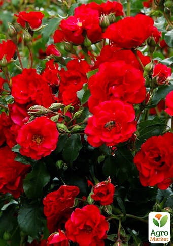 Роза в контейнере мелкоцветковая "Rotilia" (саженец класса АА+)  - фото 3