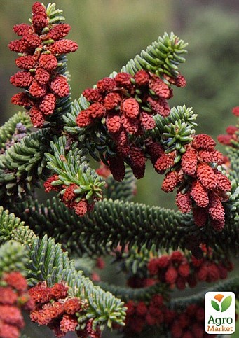 Ялиця Іспанська (Abies pinsapo) горщик P9