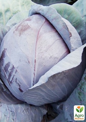 Капуста червонокачанна "Техас F1" ТМ "Lark Seeds" 2500шт