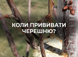 Ефективні методи щеплення черешні | Agro-market​