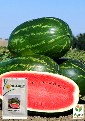 Арбуз "Мелина F1" ТМ "Clause" 1000шт