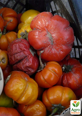 Баклажан "Красный ребристый" ТМ "Vesna Select" 20шт