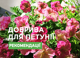 Добриво для петунії своїми руками - корисні статті про садівництво від Agro-Market