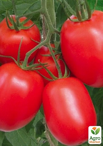 Томат детермінантний «Ріо Гранде» ТМ «Lark Seeds» 500г