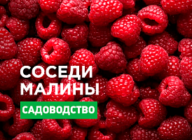 Що посадити поряд з малиною - корисні статті про садівництво від Agro-Market