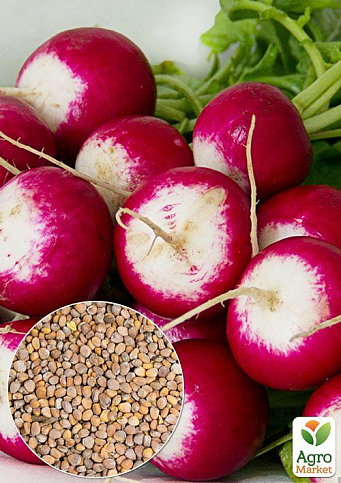 На развес Редис "КБК" ТМ "Весна" цена за 10г