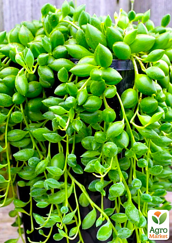 Хрестовник "Херре"