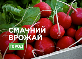 Як виростити редис під плівкою - Agro-Market