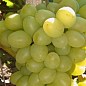 Виноград "Аркадия" (ранний срок созревания, один из лучших сортов в Украине)
