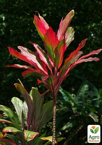Кордилина "Танго вдвоем" (Cordyline frut. Tango) дм 12 см выс. 45 см