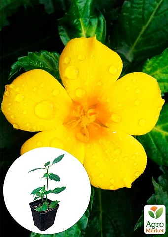 Турнера диффуза (Turnera Diffusa) экзотическое комнатное растение