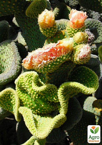 Кактус "Опунція" (Opuntia Microdasys Cristata) (Нідерланди)