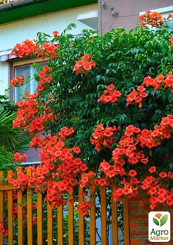 Кампсис оранжевый "Speciosa"