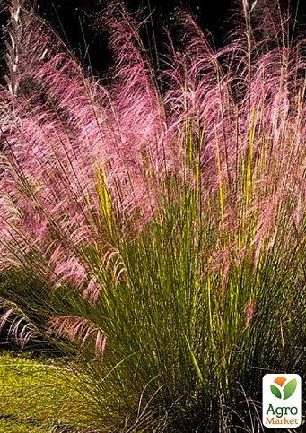 Эрагростис "Eragrostis spectabilis" вазон С2 (высота 50-70см)