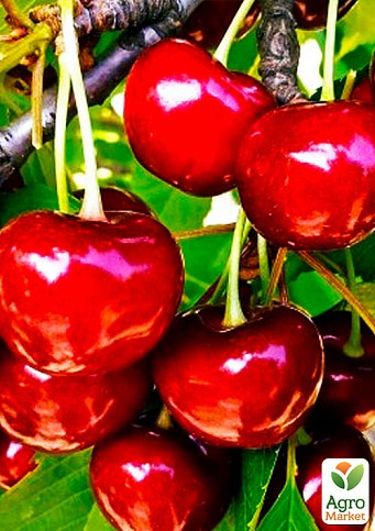 Вишня кущова "Кармін Джуел" 1 саджанець у упаковці. - фото 2