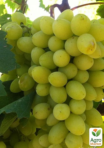 Виноград "Біла Надія" (надранній, двостатевий, великий) - фото 2