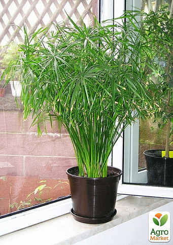 LMTD Пальма Зонтичная "Cyperus alternifolius" высота 60-70см