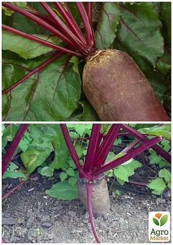 Свекла кормовая "Рекорд Поли" (Большой пакет) ТМ "Весна" 10г - фото 3