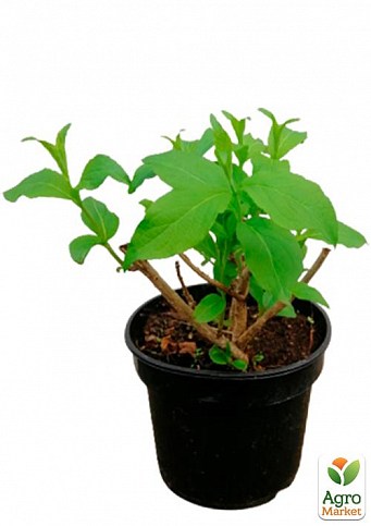 Вейгела цветущая 2-х летняя "Rumba" С2, высота 20-40см - фото 3