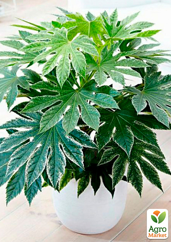 LMTD Фатсия японская "Fatsia Variegata" (высота 30-40см)