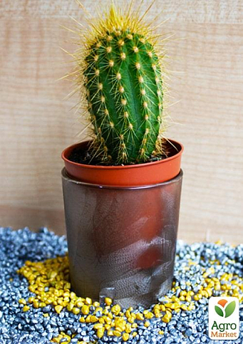 Кактус "Стеноцереус" (Lemaireocereus dumortierii) (Нидерланды)