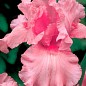 Ирис бородатый крупноцветковый "Pink"  1шт в упаковке