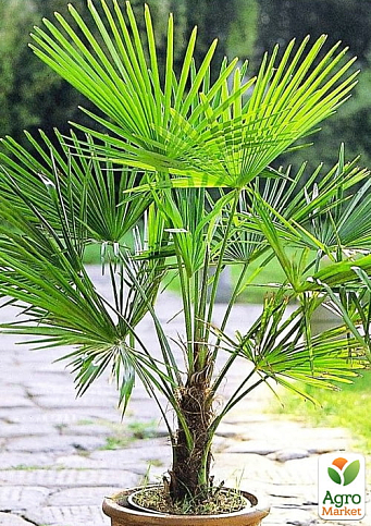 LMTD Трахикарпус (Trachycarpus Fortunei) высота 130-140см