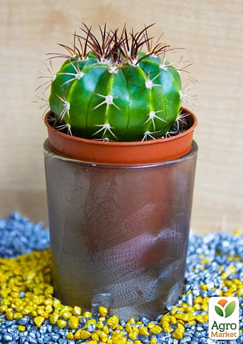 Кактус "Мелокактус" (Melocactus azureus) (Нидерланды)