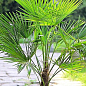 LMTD Трахикарпус (Trachycarpus Fortunei) высота 130-140см