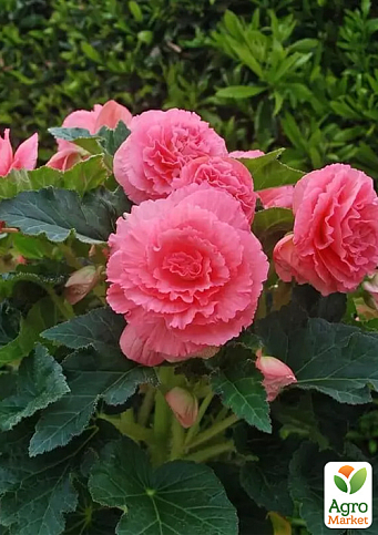 Бегония "Америгибрид F1" rufled pink ТМ "Профессиональные семена" 100шт