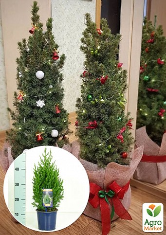 Хвоя Новогодняя "Christmas Juniperus" (Рождественский можжевельник) (высота 40-50см)