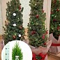 Хвоя Новорічна "Christmas Juniperus" (Різдвяний ялівець) (висота 40-50см)