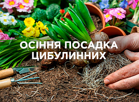 Підготовка цибулинних рослин до осінньої посадки: обробка, зберігання та догляд | Agro-market
