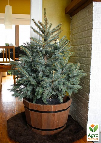 Ель Новогодняя "Kaibab" (голубая ель, высота 110-130см) - фото 3