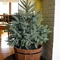 Ель Новогодняя "Kaibab" (голубая ель, высота 110-130см) цена