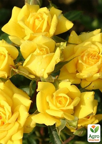 Троянда дрібноквіткова (спрей) "Еллоу Бейбі" (Yellow Babe®) (саджанець класу АА +) вищий сорт
