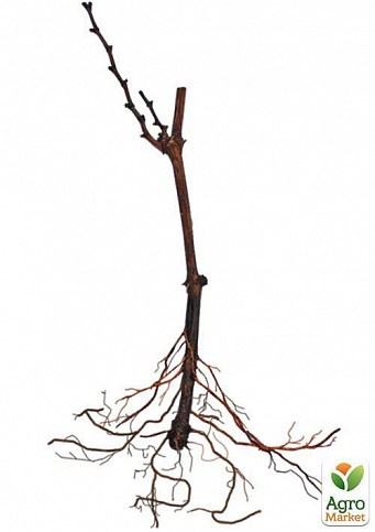 Виноград "Подарунок Запоріжжю" (ранньо-середній термін дозрівання, грона дуже великі масою до 2 кг) - фото 2