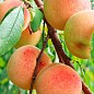 Персик "Фреш Вайт" (біла м'якоть, середній термін дозрівання) 