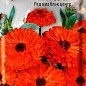 Календула махрова "Ред віз блек центр" ТМ "Пошук" 0.4г