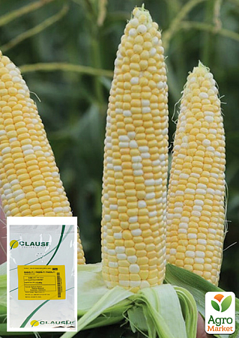 Кукурудза "Ракель F1" ТМ "Clause" 5000шт