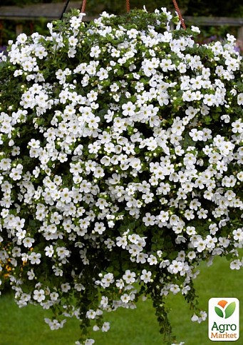 Бакопа Ампельная "Gulliver Dynamic White"