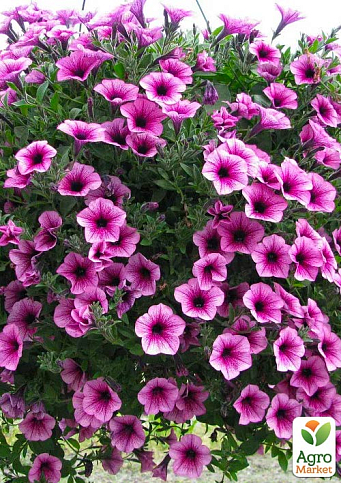 Петуния ампельная Bonnie "Pink Purple Vein" 