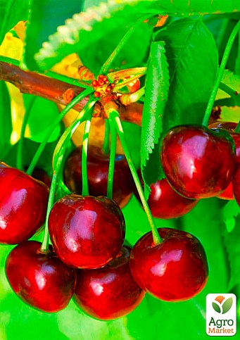 Черешня "Сказка" (ранний срок созревания) - фото 2