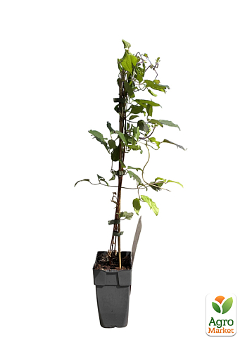 LMTD Клематис 2-х річний "Niobe" (висота 40-60 см) - фото 2